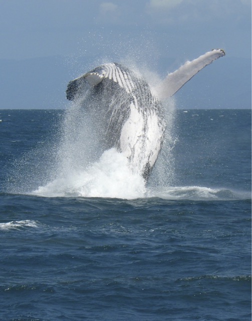 Humpback breaching in Pioneer Bay.