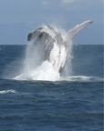 Humpback breaching in Pioneer Bay.