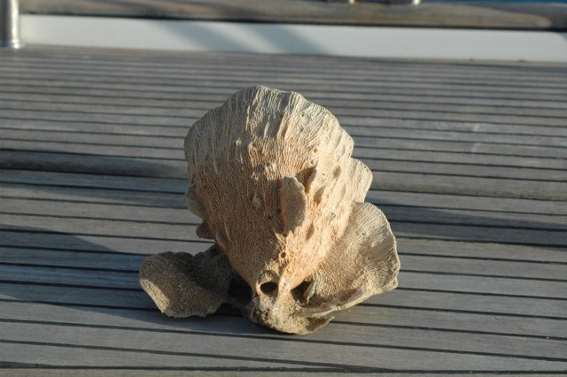 Sponge washed ashore-inspiration!