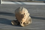Sponge washed ashore-inspiration!